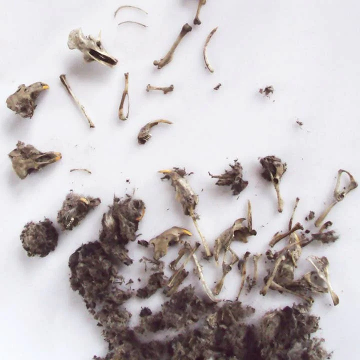 Owl Pellet - Image 5
