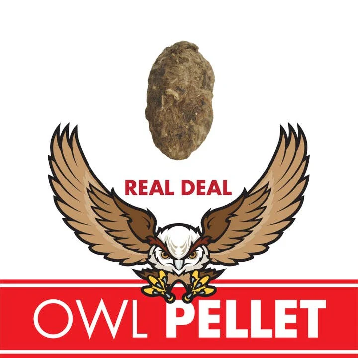 Owl Pellet - Image 6